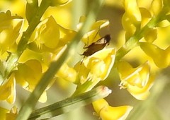 Deraeocoris flavilinea