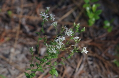 Sericocarpus tortifolius