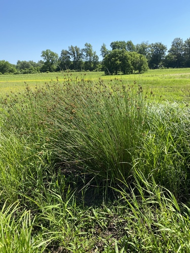 Juncus effusus