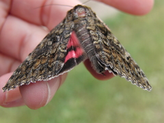 Catocala sponsa