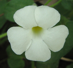 Thunbergia neglecta