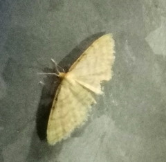 Idaea humiliata