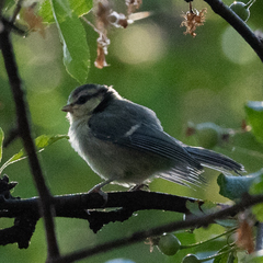 Cyanistes caeruleus