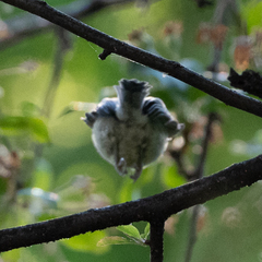 Cyanistes caeruleus