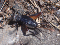 Gryllus saxatilis