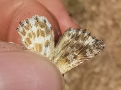 Muschampia baeticus