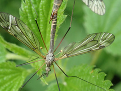 Tipula varipennis