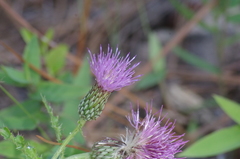 Cirsium repandum