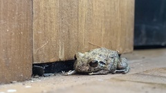 Pristimantis carranguerorum