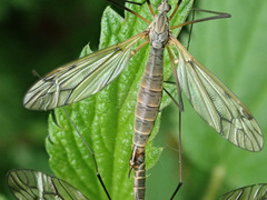 Tipula varipennis