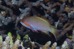 Pseudanthias huchtii