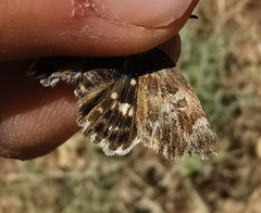 Muschampia baeticus