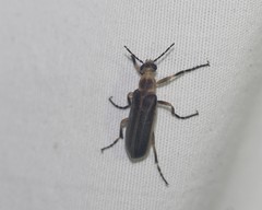 Pseudozonitis labialis