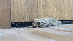 Pristimantis carranguerorum