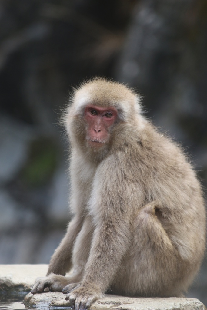 Japanese Macaque from Joshin'etsukogen National Park, Takayama ...