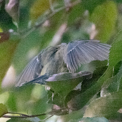 Cyanistes caeruleus