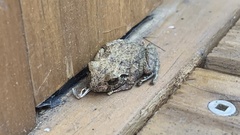 Pristimantis carranguerorum