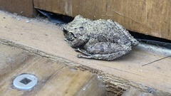 Pristimantis carranguerorum