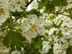Crataegus monogyna
