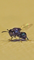 Perilampus hyalinus