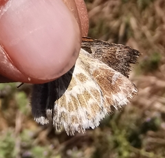 Muschampia baeticus