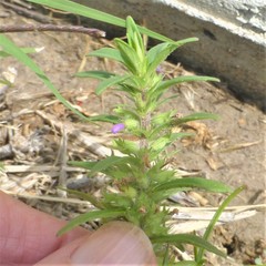 Hedeoma hispida