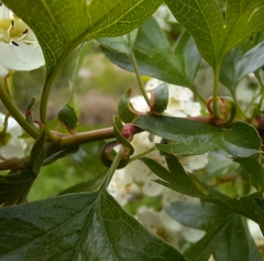 Crataegus monogyna