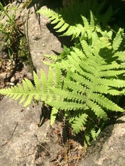 Phegopteris connectilis