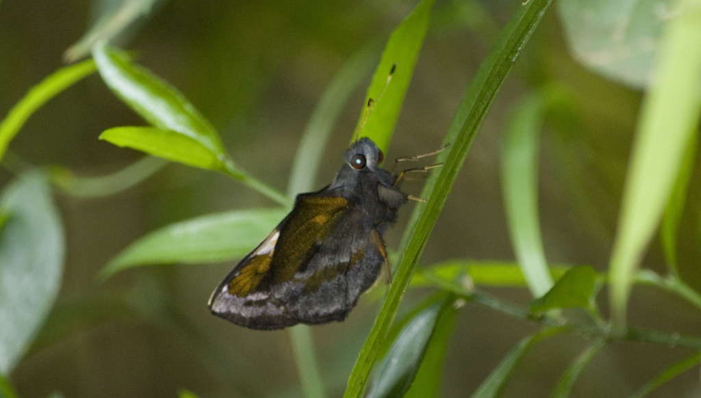 Lychnuchoides ozias