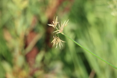Cyperus articulatus