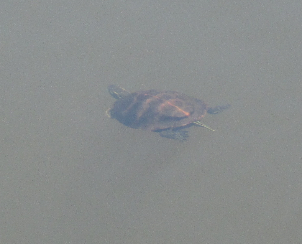 Southern Painted Turtle from Lenoir, NC, USA on June 1, 2022 by Robert