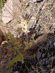 Cymopterus longipes