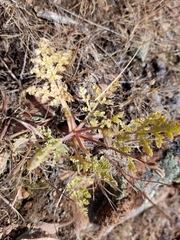 Cymopterus longipes