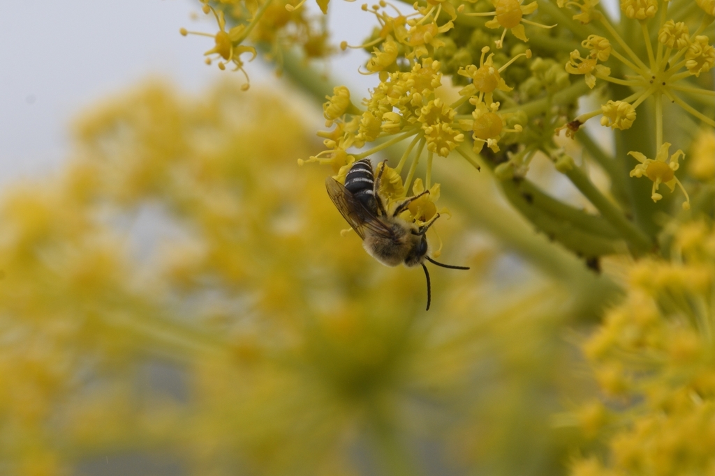 Canary Islands Cellophane Bee
