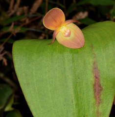 Pleurothallis titan