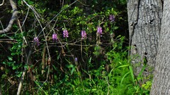 Physostegia purpurea