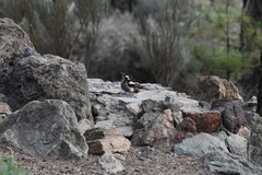 Dendrocopos major canariensis