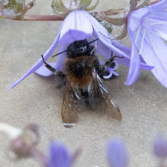 Bombus hypnorum