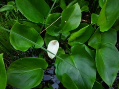 Calla palustris