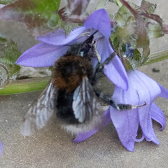 Bombus hypnorum