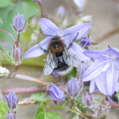 Bombus hypnorum
