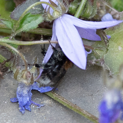 Bombus hypnorum