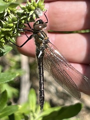 Cordulia shurtleffii