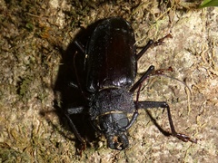 Mallodonopsis mexicanus