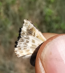 Muschampia baeticus