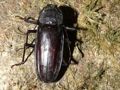 Mallodonopsis mexicanus