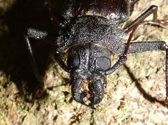 Mallodonopsis mexicanus