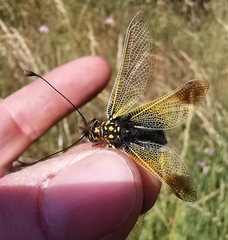 Libelloides ictericus