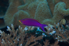 Mirolabrichthys tuka