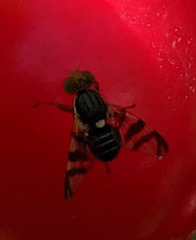 Rhagoletis indifferens